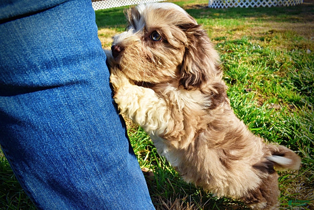 Havapoo dogs for sale: Oakley - Ad 14