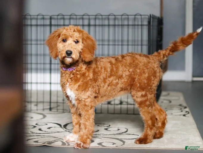 Gallery Image {{count}}