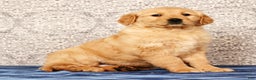 Golden Retriever dogs for sale: Becca - Ad 1
