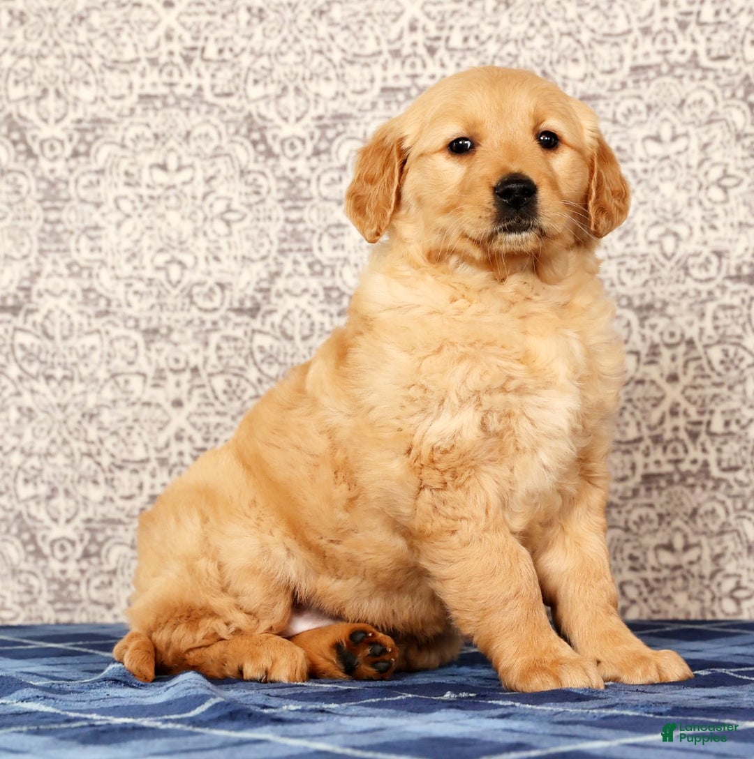 Golden Retriever dogs for sale: Becca - Ad 1