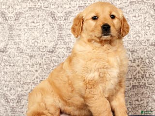 Golden Retriever dogs Becca - Ad 29