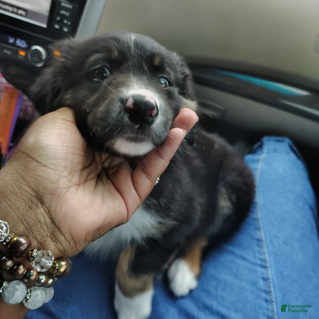 Mixed Breed dogs for sale: Tux - Ad 1