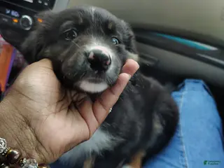 Mixed Breed dogs Tux - Ad 8