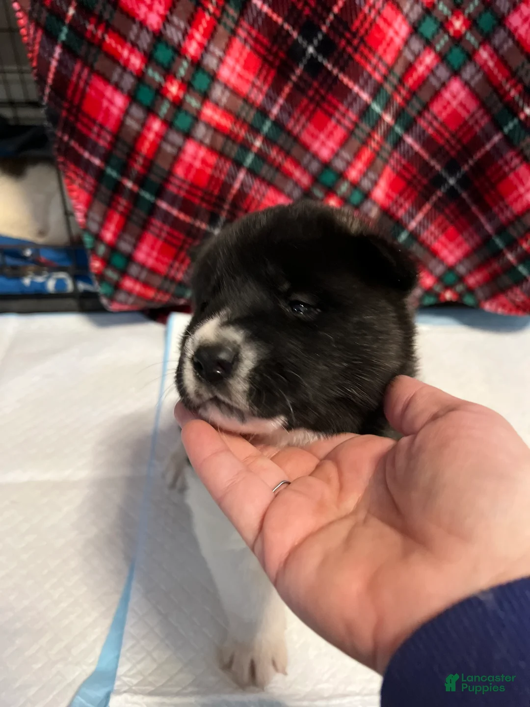 Akita dogs for sale: Dancer - Ad 10