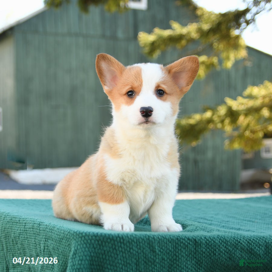 Welsh Corgi Pembroke dogs Sammy - Ad 1