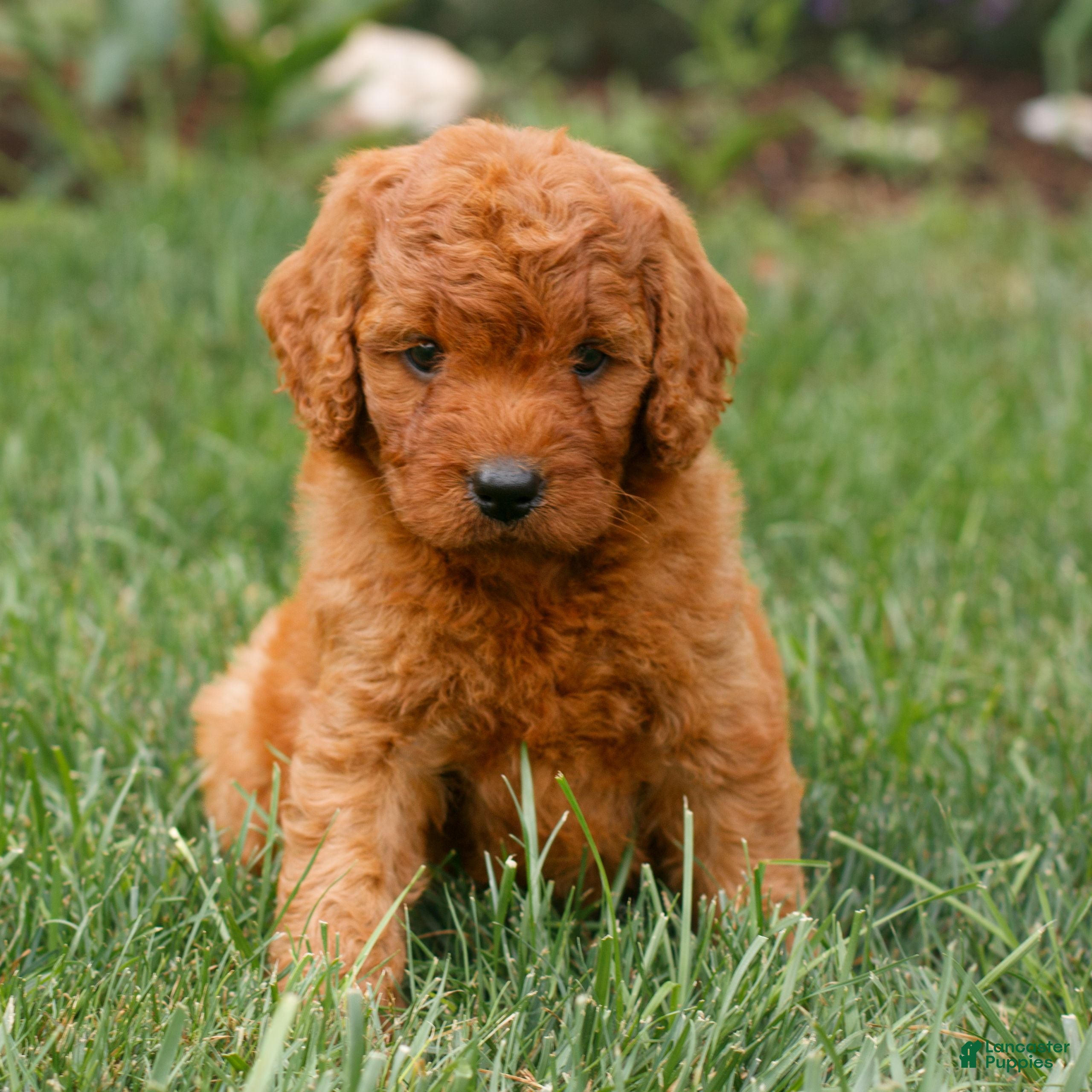 Miniature Labradoodle dogs Faye  - Ad 2