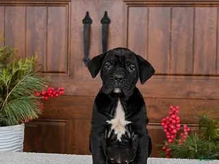 Cane Corso dogs Toffee - Ad 2