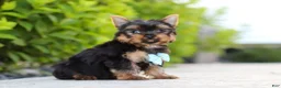 Yorkshire Terrier dogs for sale: Mitchell - Ad 2