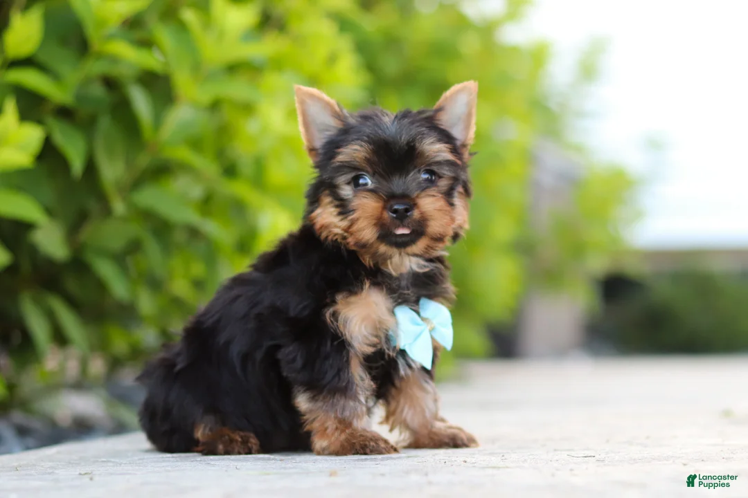 Yorkshire Terrier dogs for sale: Mitchell - Ad 2