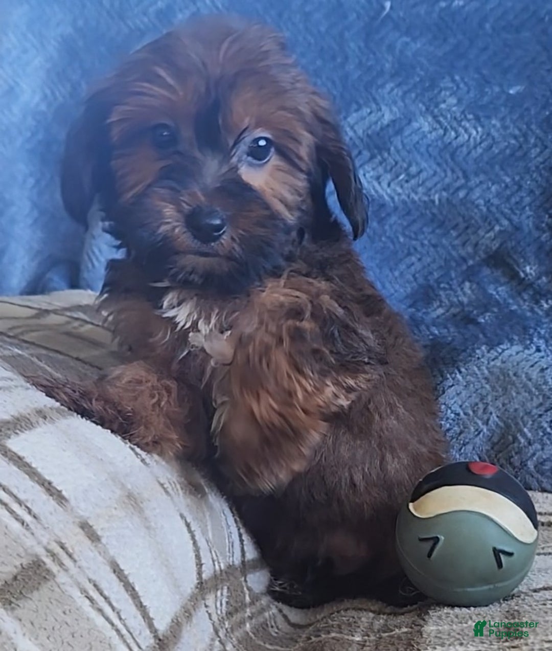 Mixed Breed dogs for sale: Mac - Ad 3