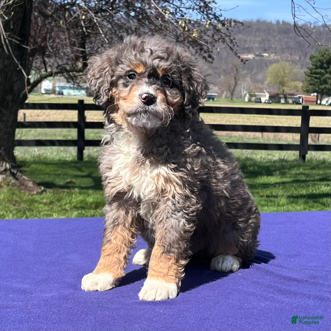 Bernedoodle dogs for sale: Lucy - Ad 1