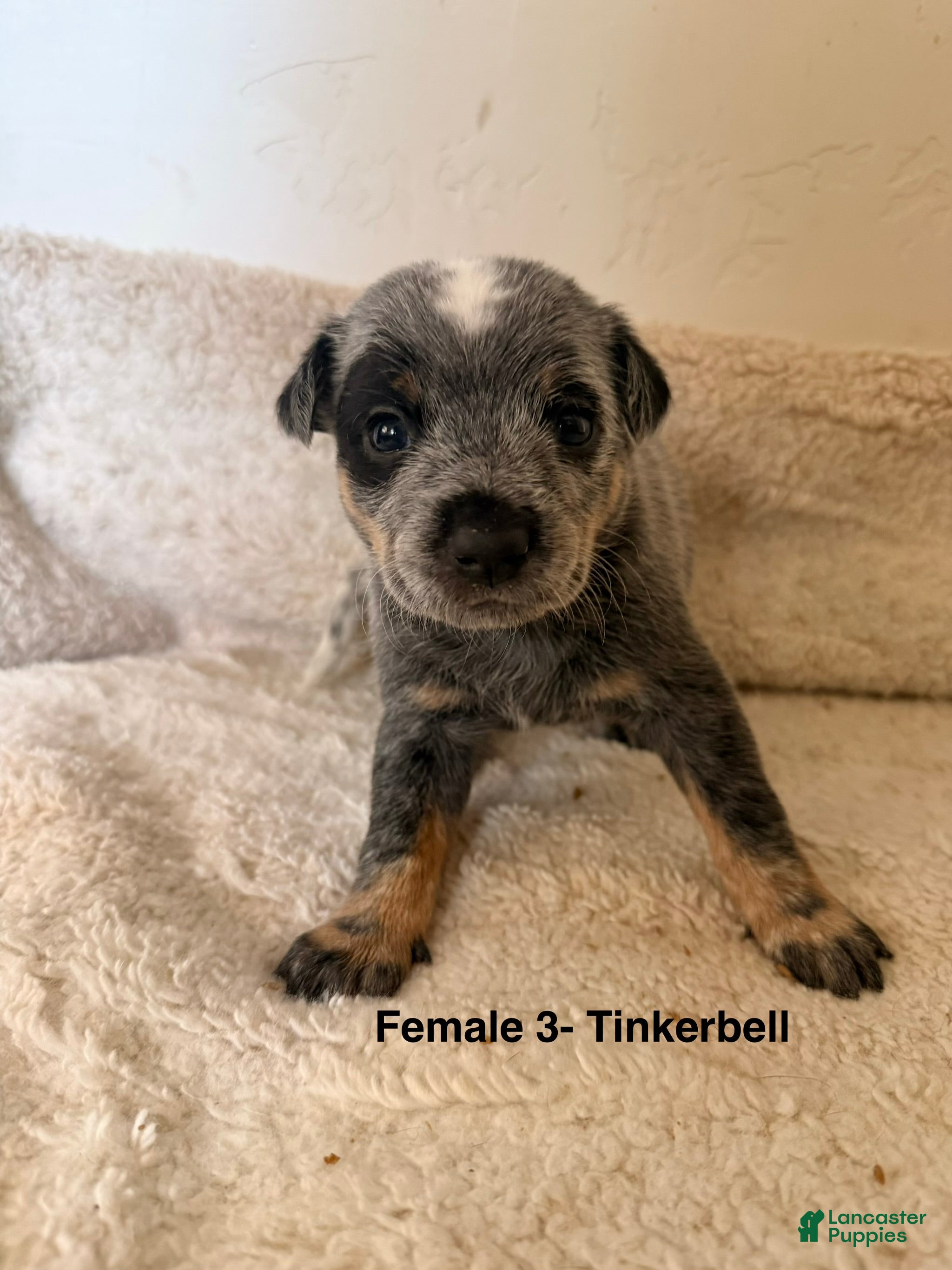 Australian Cattle Dog dogs Australian Cattle Dog 6 - Ad 41