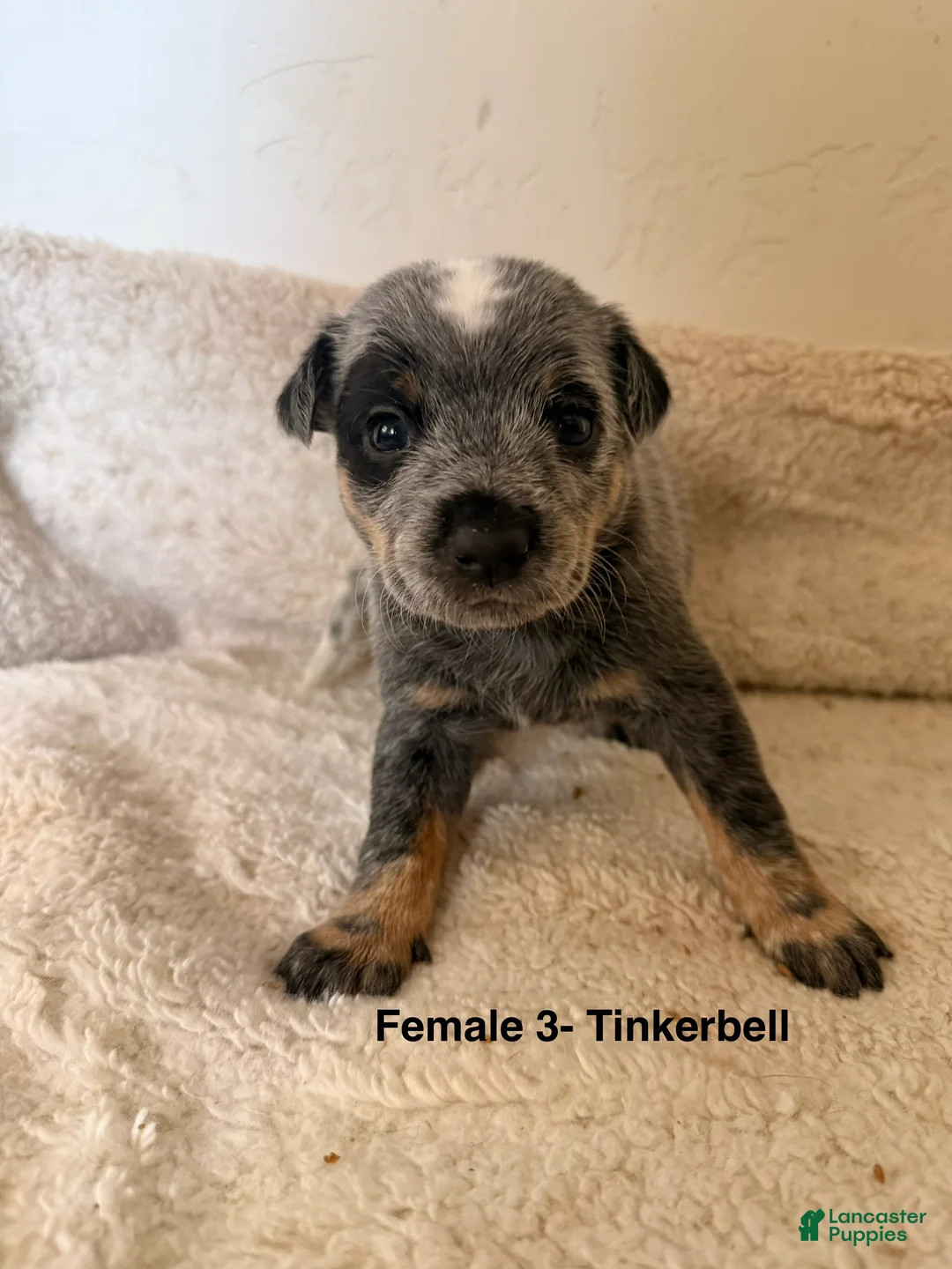 Australian Cattle Dog dogs for sale: Australian Cattle Dog 6 - Ad 1