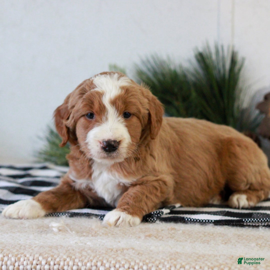 Goldendoodle dogs for sale: Frisky  - Ad 3