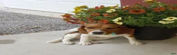 Beaglier dogs for sale: Sunny - Ad 7