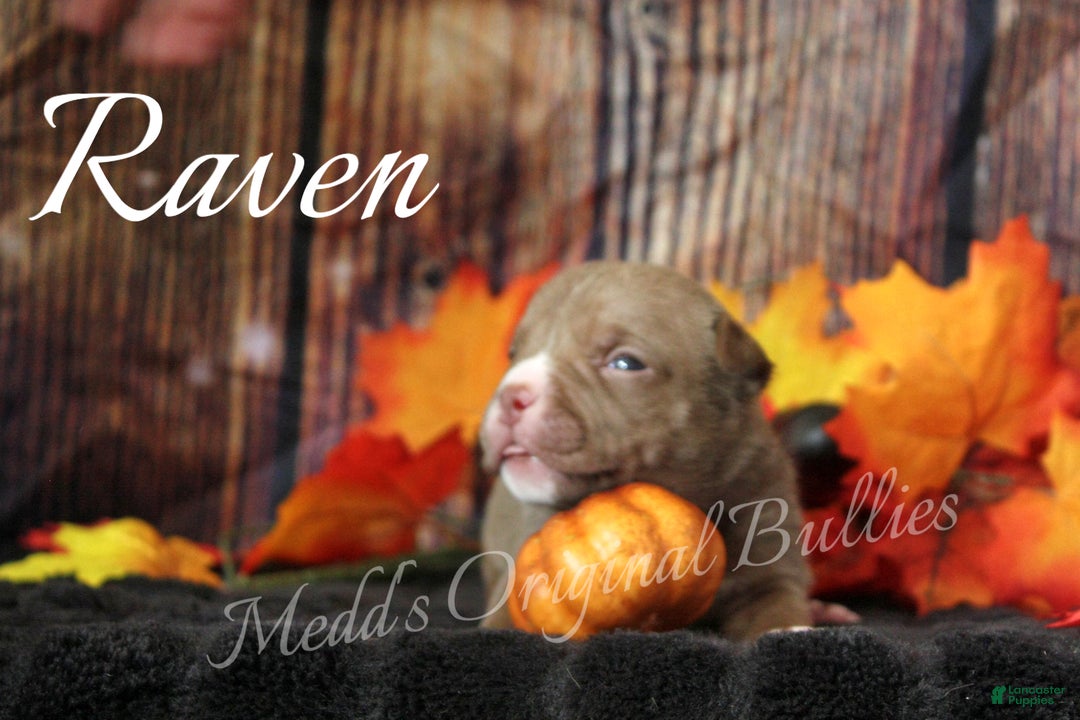 American Bully dogs for sale: Raven - Ad 3