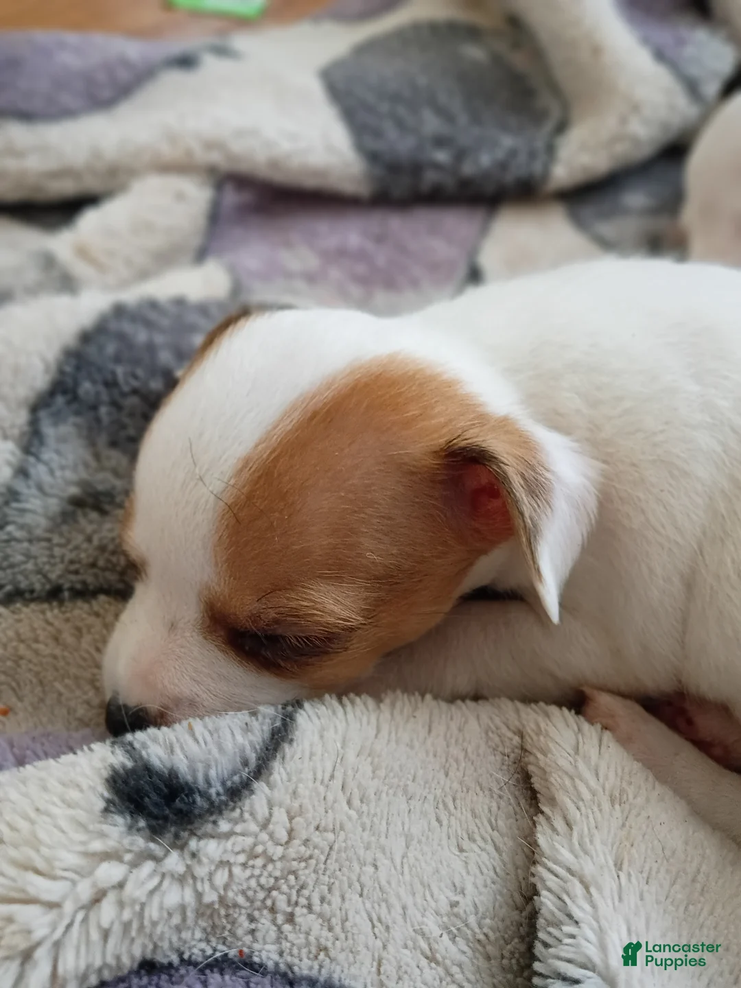 Chihuahua dogs for sale: Chihuahua Puppy 6 - Ad 1