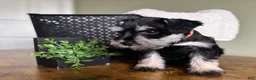 Miniature Schnauzer dogs for sale: Duke - Ad 2