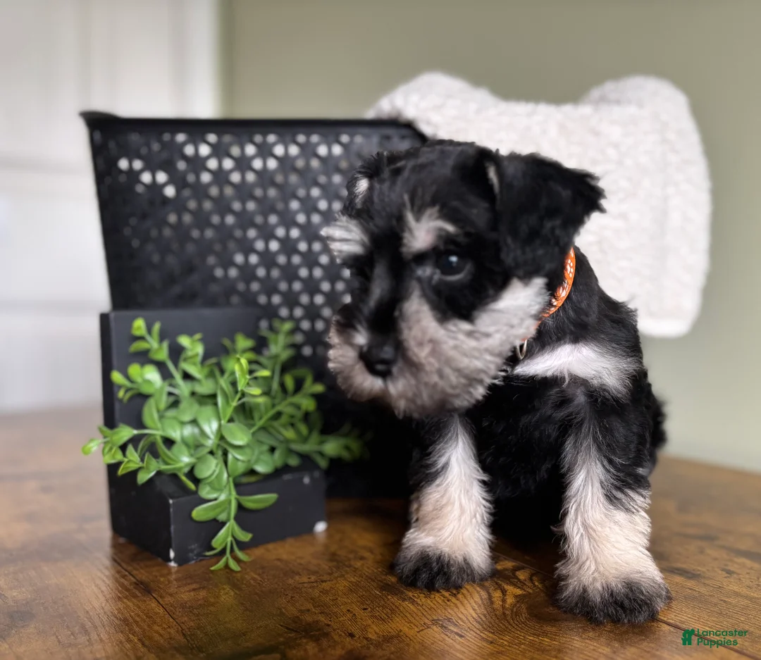 Miniature Schnauzer dogs for sale: Duke - Ad 2