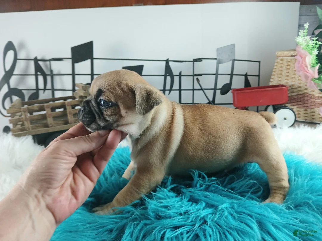 French Bulldog dogs for sale: Frenchie boy, NATIONWIDE DELIVERY  - Ad 2