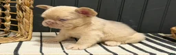 French Bulldog dogs for sale: King George - Ad 13