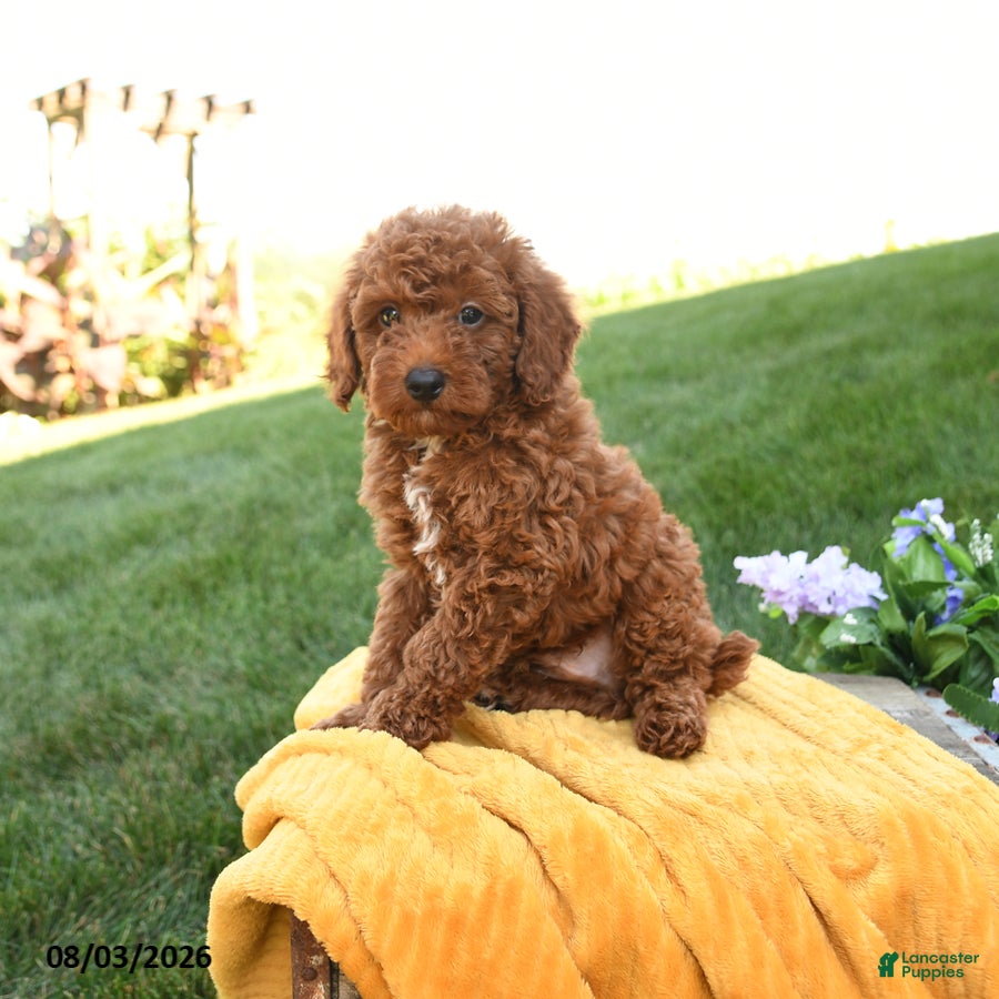 Miniature Poodle dogs Milo - Ad 1