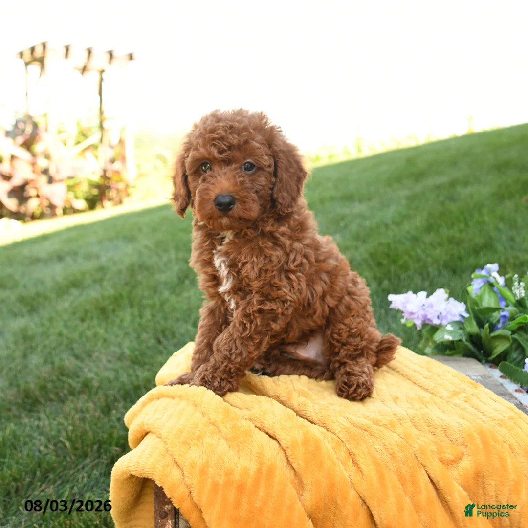 Miniature Poodle dogs for sale: Milo - Ad 1