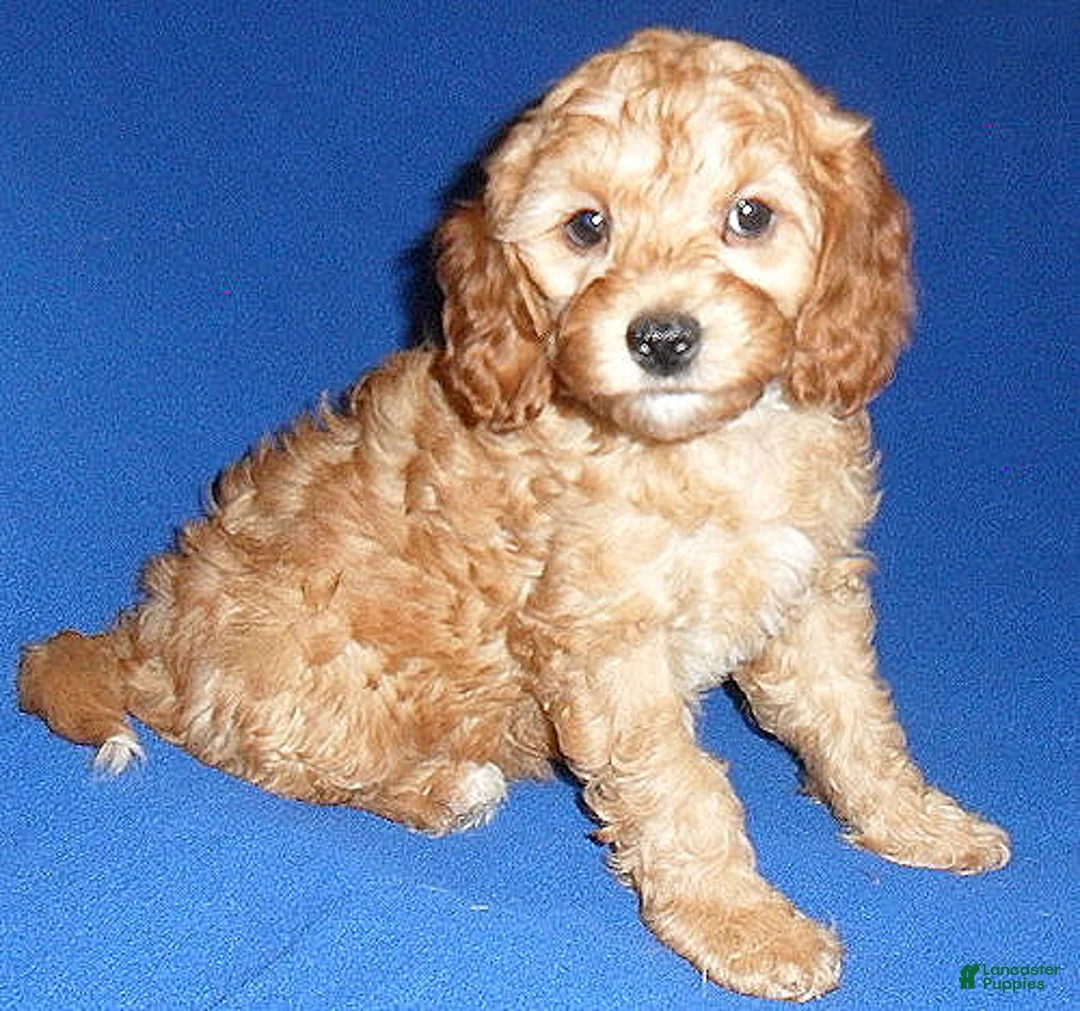 Cockapoo dogs for sale: Peanut - Ad 7