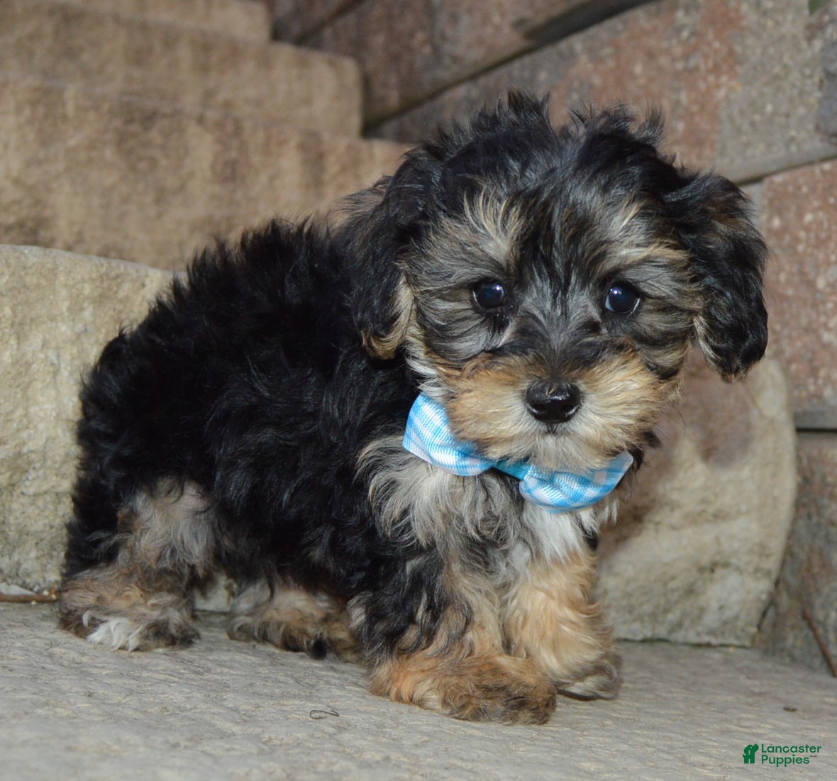 Yorkiepoo dogs for sale: Sawyer - Ad 1
