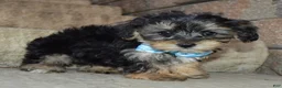 Yorkiepoo dogs for sale: Sawyer - Ad 1
