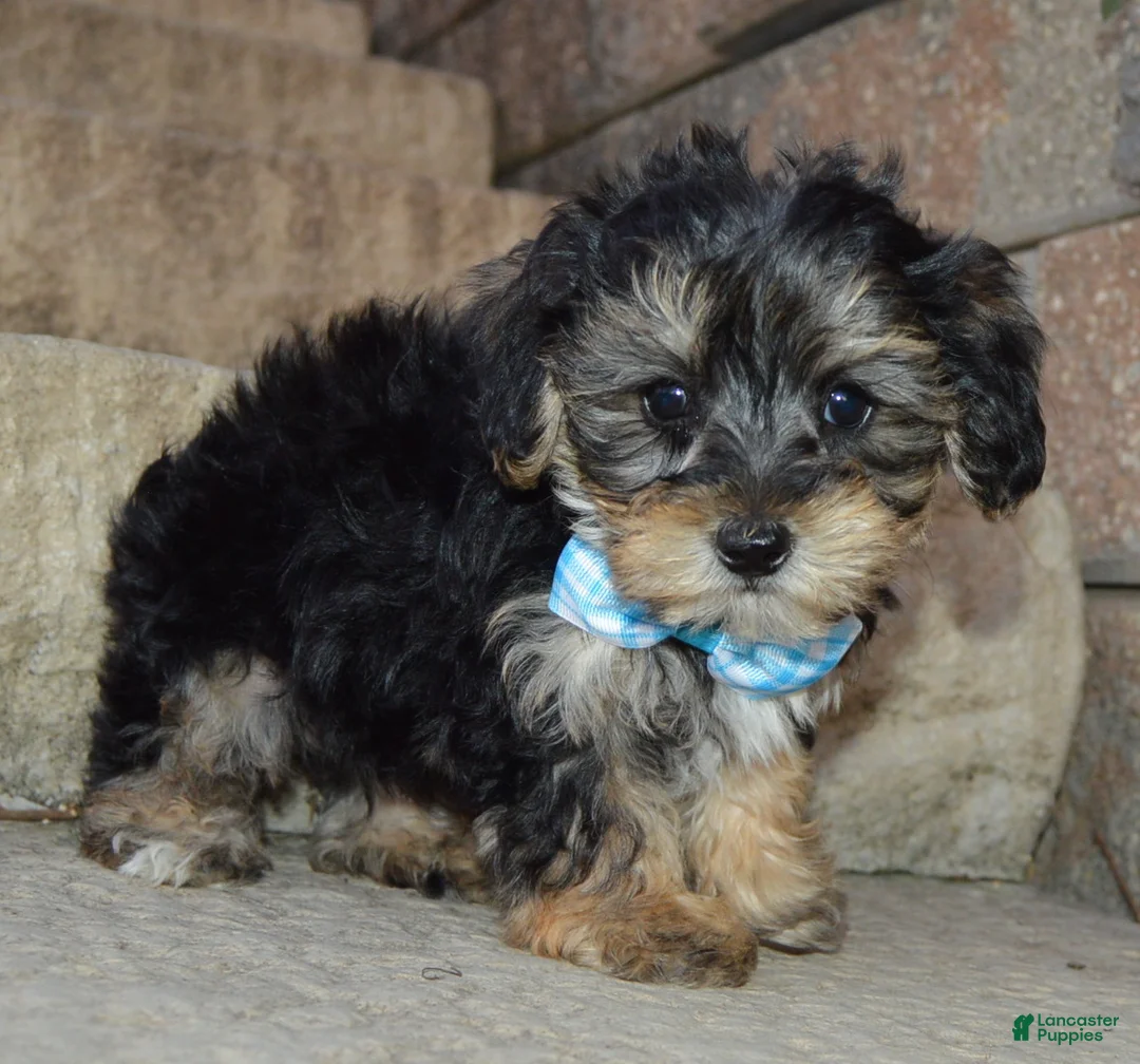 Yorkiepoo dogs for sale: Sawyer - Ad 1