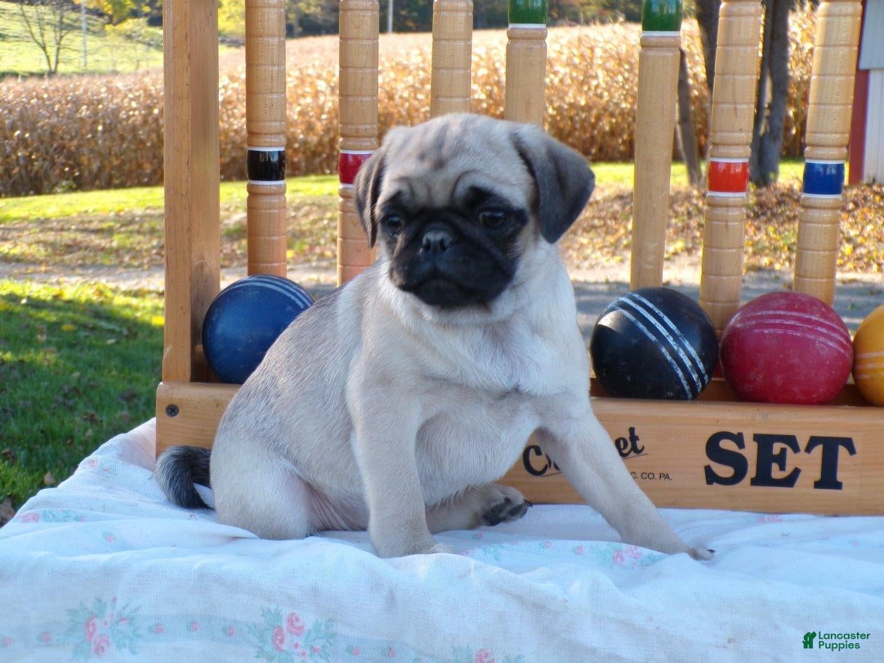 Pug dogs for sale: Spices - Ad 2