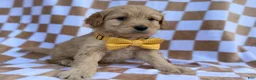 Goldendoodle dogs for sale: Benson - Ad 4