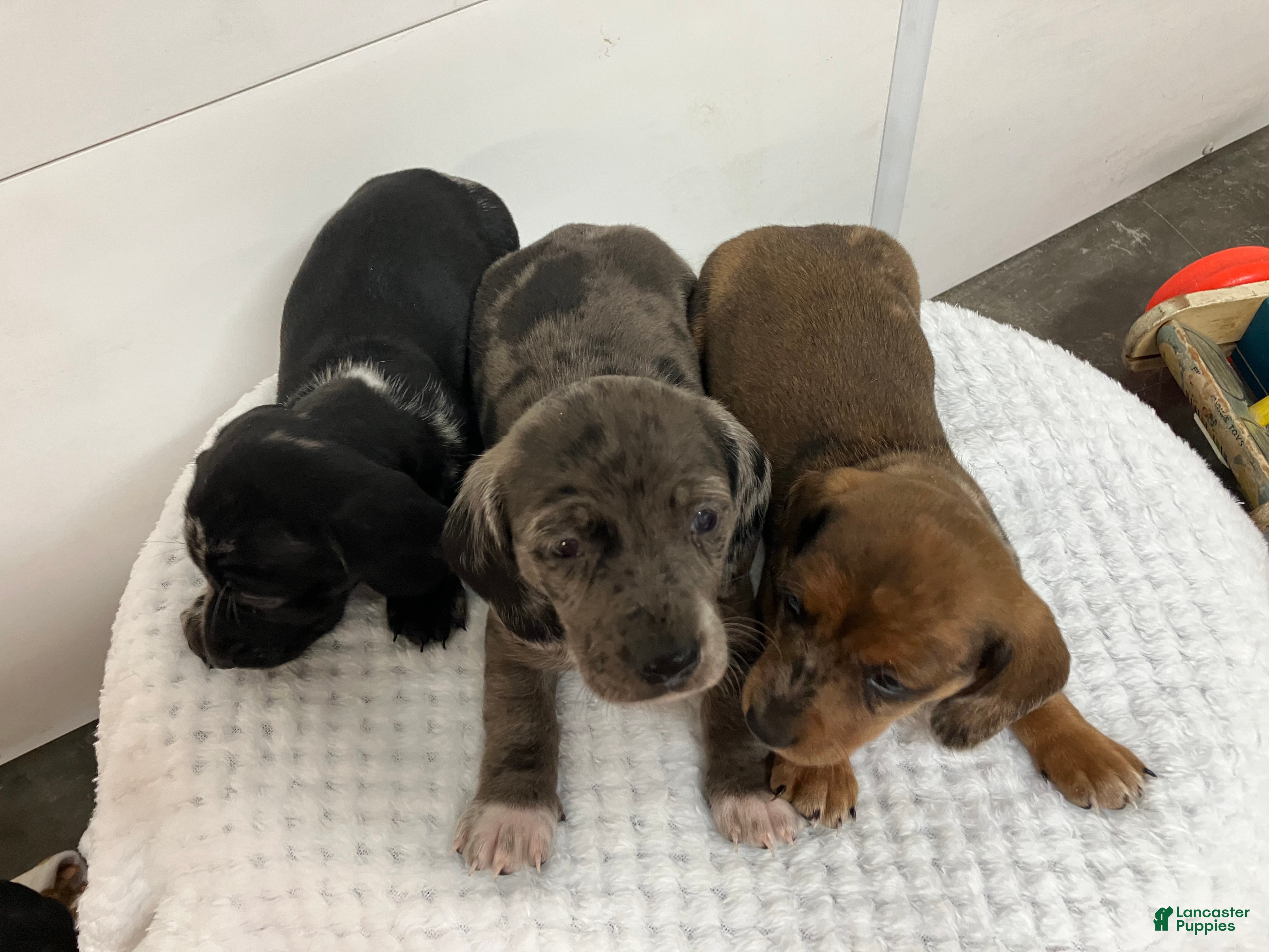 Miniature Dachshund dogs for sale: Franklin - Ad 2