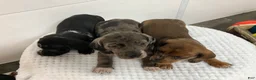 Miniature Dachshund dogs for sale: Franklin - Ad 2