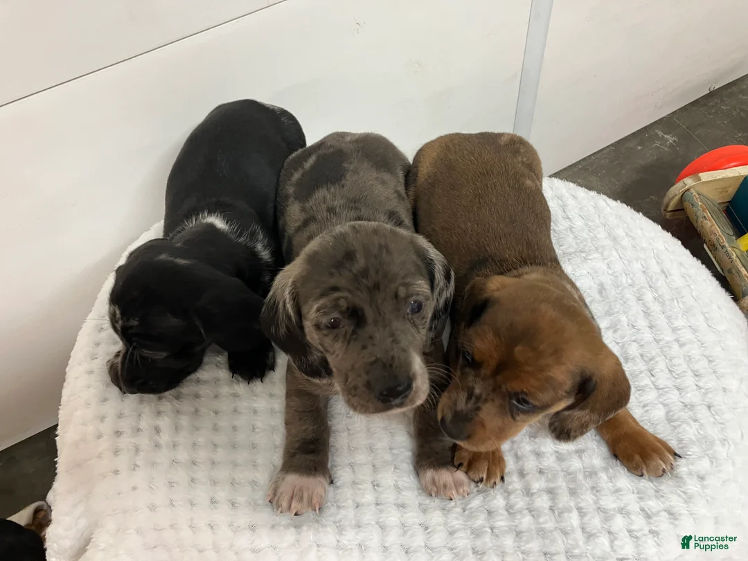 Miniature Dachshund dogs for sale: Franklin - Ad 2