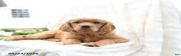 Miniature Golden Retriever dogs for sale: Jimmy - Ad 2