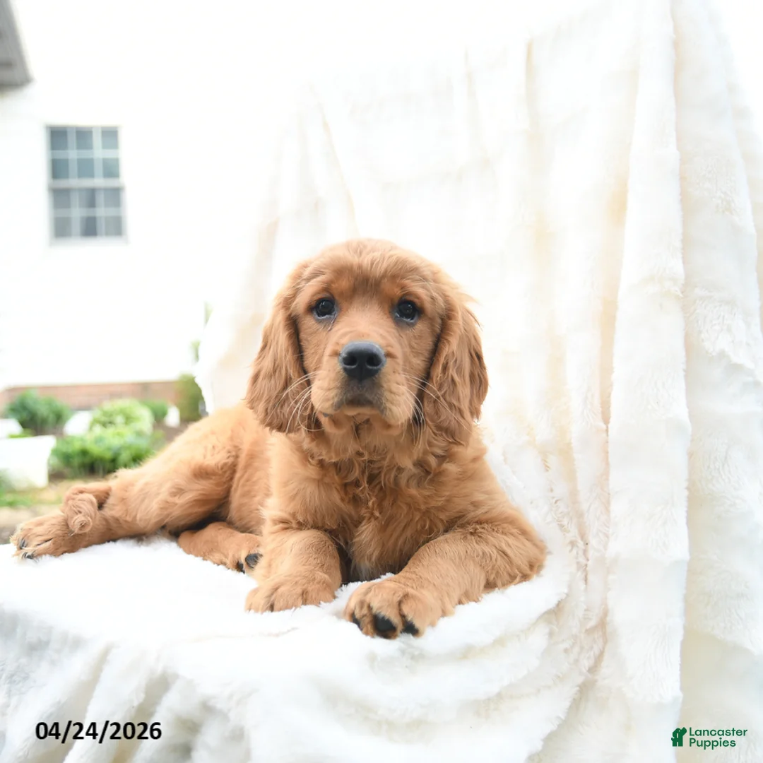 Miniature Golden Retriever dogs for sale: Jimmy - Ad 2