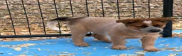 Australian Cattle Dog dogs for sale: Bernard - Ad 1