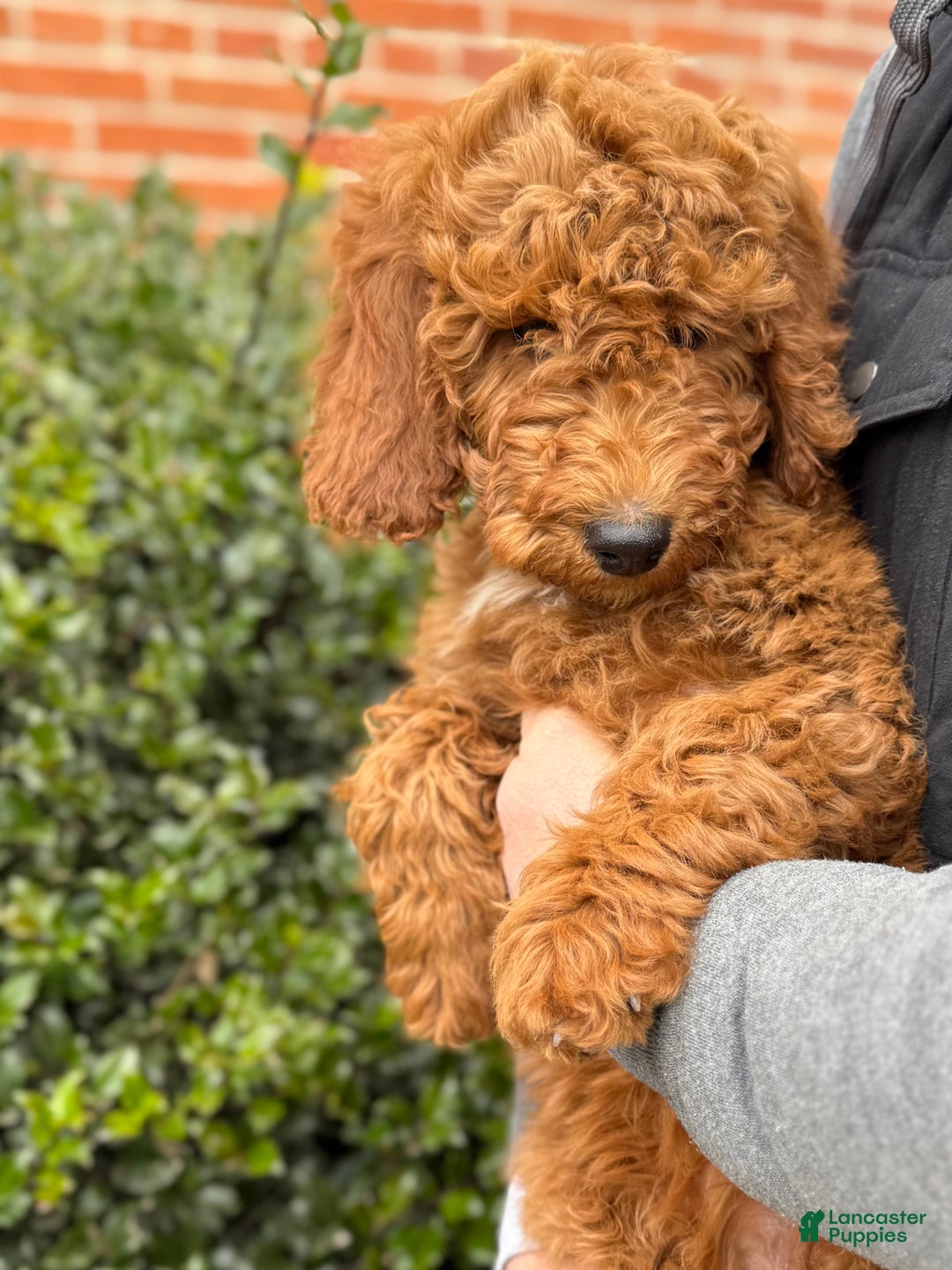 Irish Doodle dogs for sale: Ozzy - Ad 2