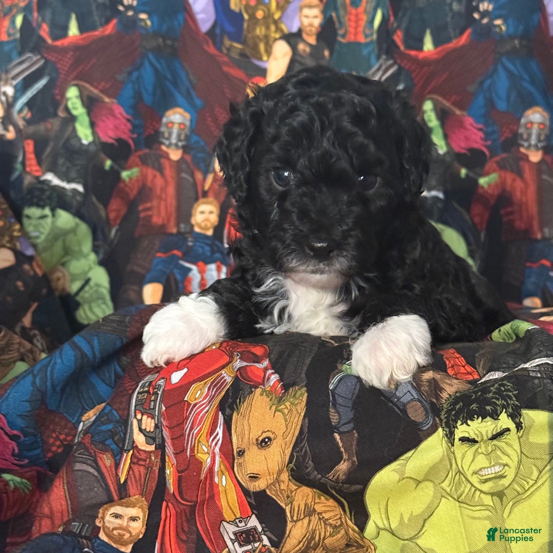 Mini Goldendoodle dogs for sale: Chek - Ad 1