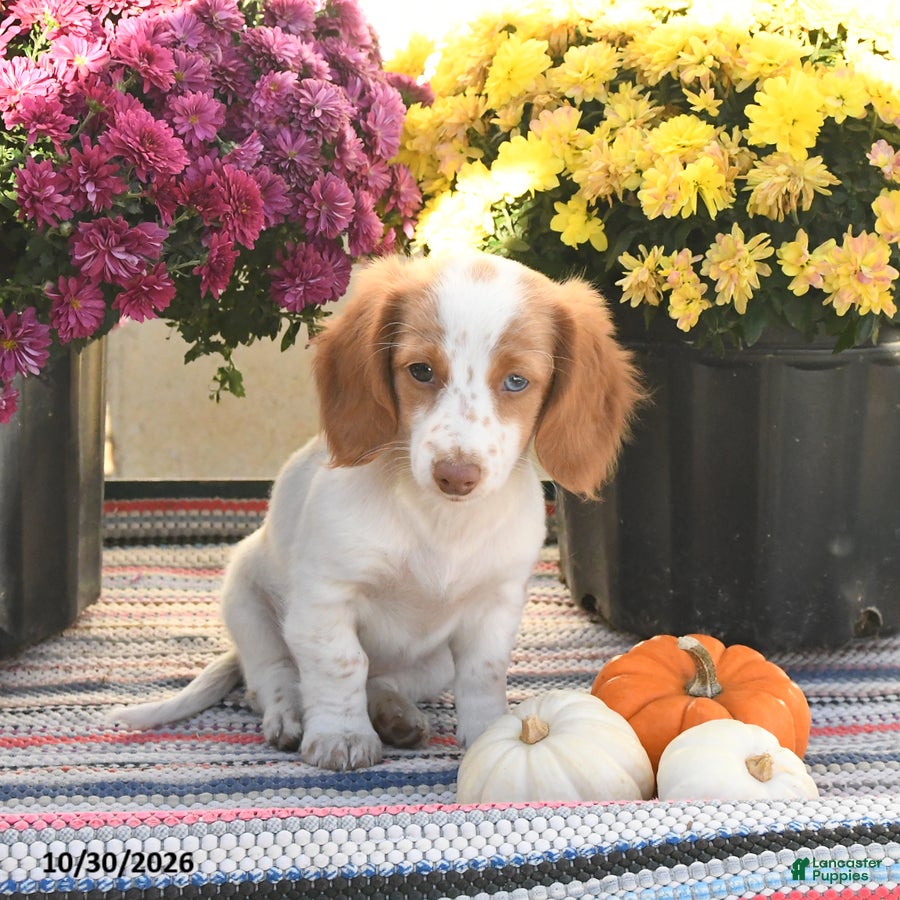 Miniature Dachshund dogs for sale: Kara - Ad 2