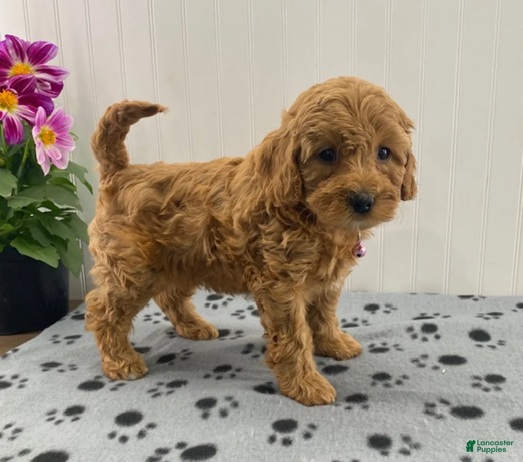 Cavapoo dogs for sale: Nelly - Ad 2