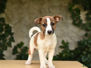 Jack Russell Terrier dogs - Ad 41