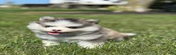 Pomsky dogs for sale: Zelda - Ad 2