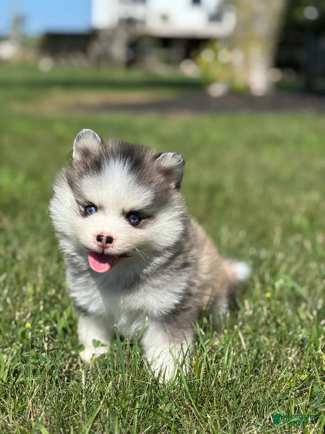 Pomsky dogs for sale: Zelda - Ad 2