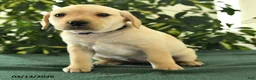 Mixed Breed dogs for sale: Misty - Ad 4