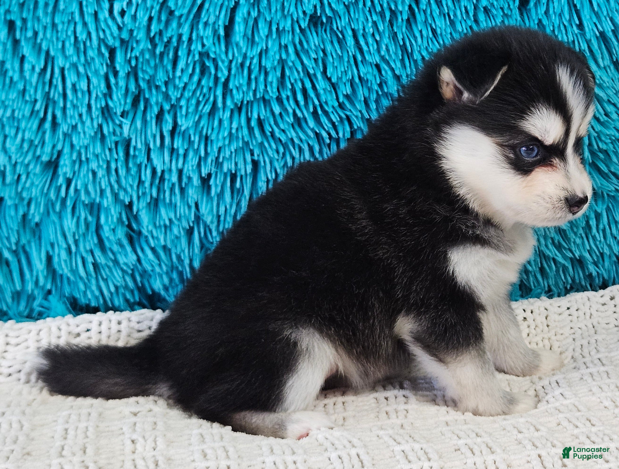 Pomsky dogs Nala  - Ad 2