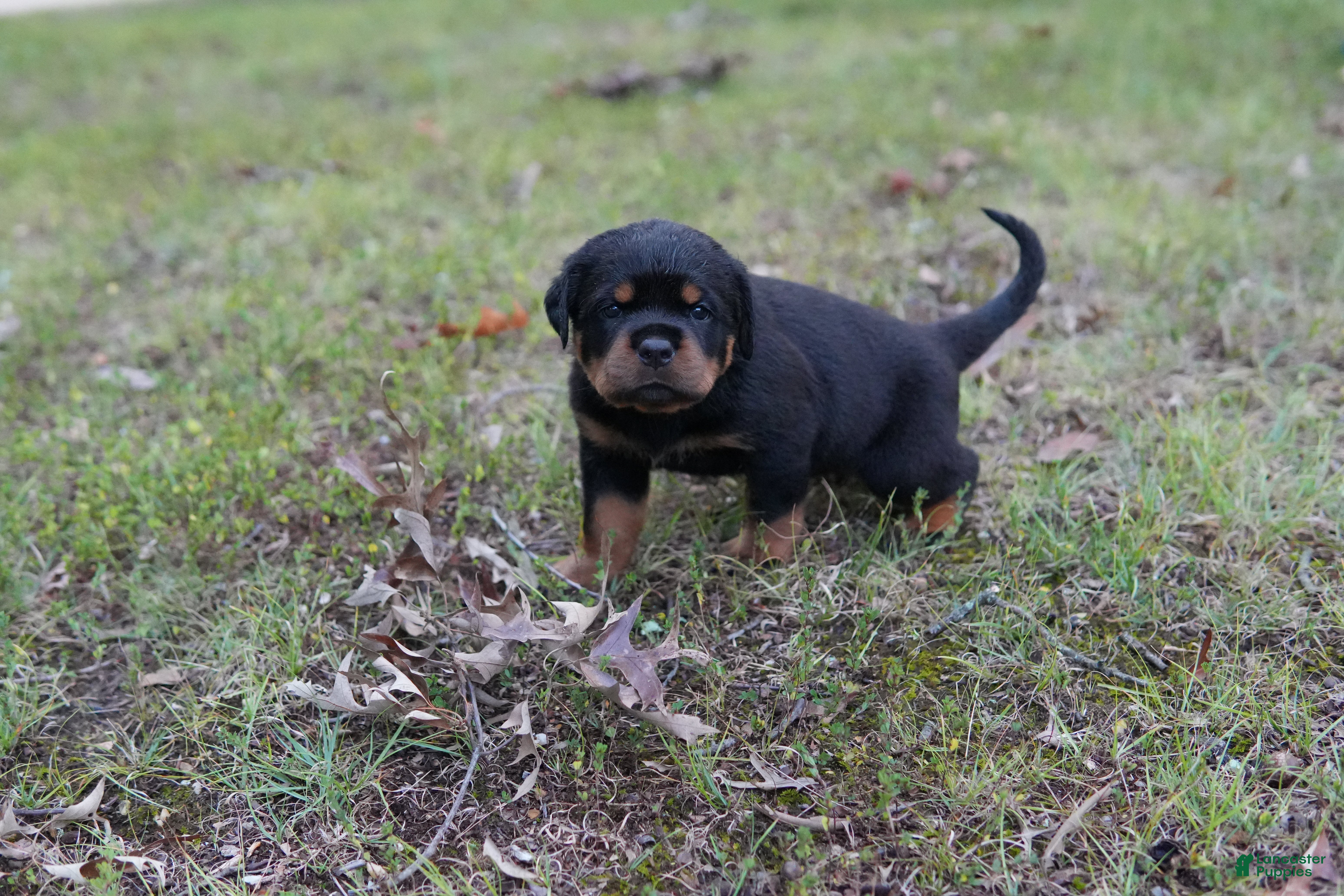 Rottweiler dogs Rottweiler 4 - Ad 2