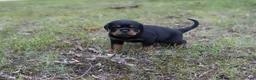 Rottweiler dogs for sale: Rottweiler 4 - Ad 2